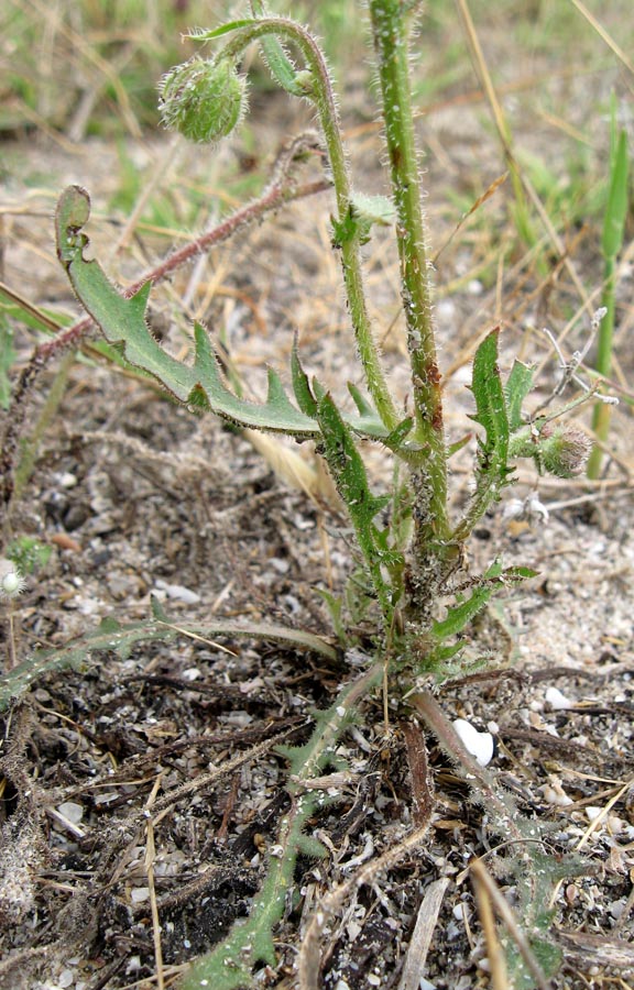 Image of Crepis rhoeadifolia specimen.