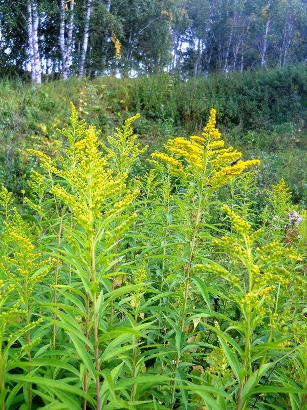 Изображение особи Solidago gigantea.