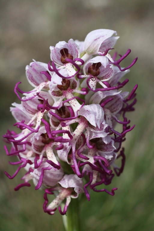 Изображение особи Orchis simia.