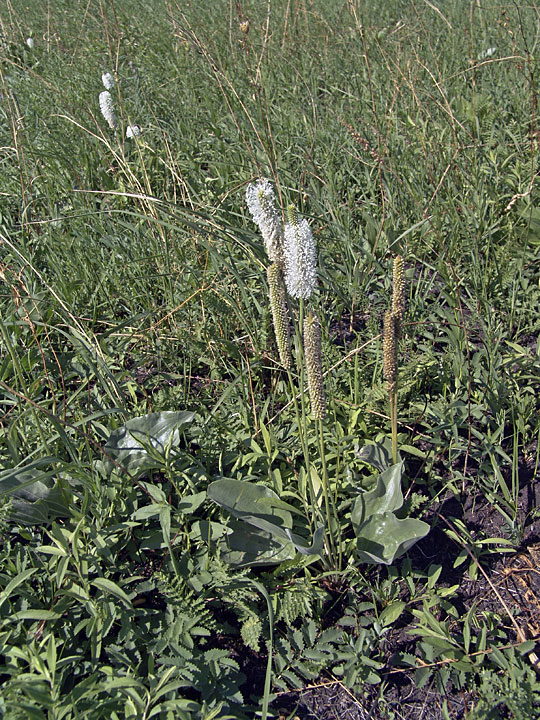 Image of Plantago maxima specimen.