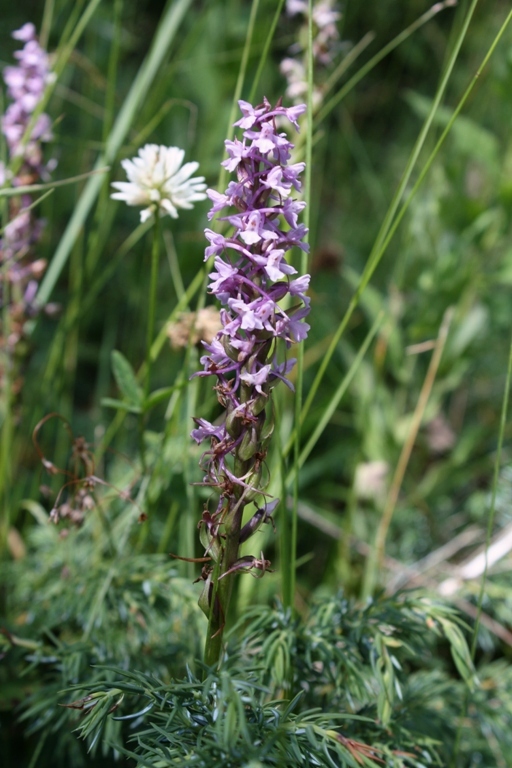 Image of Gymnadenia conopsea specimen.