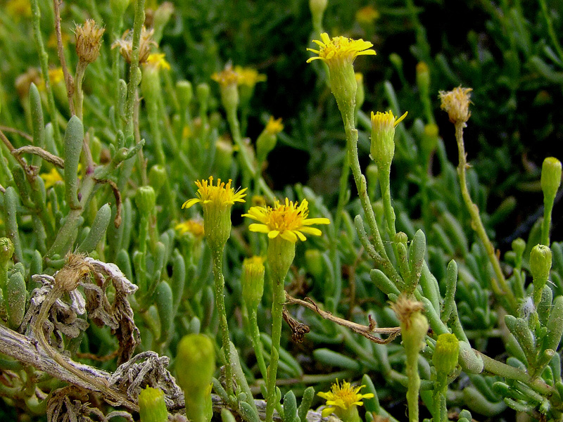 Изображение особи Limbarda crithmoides.