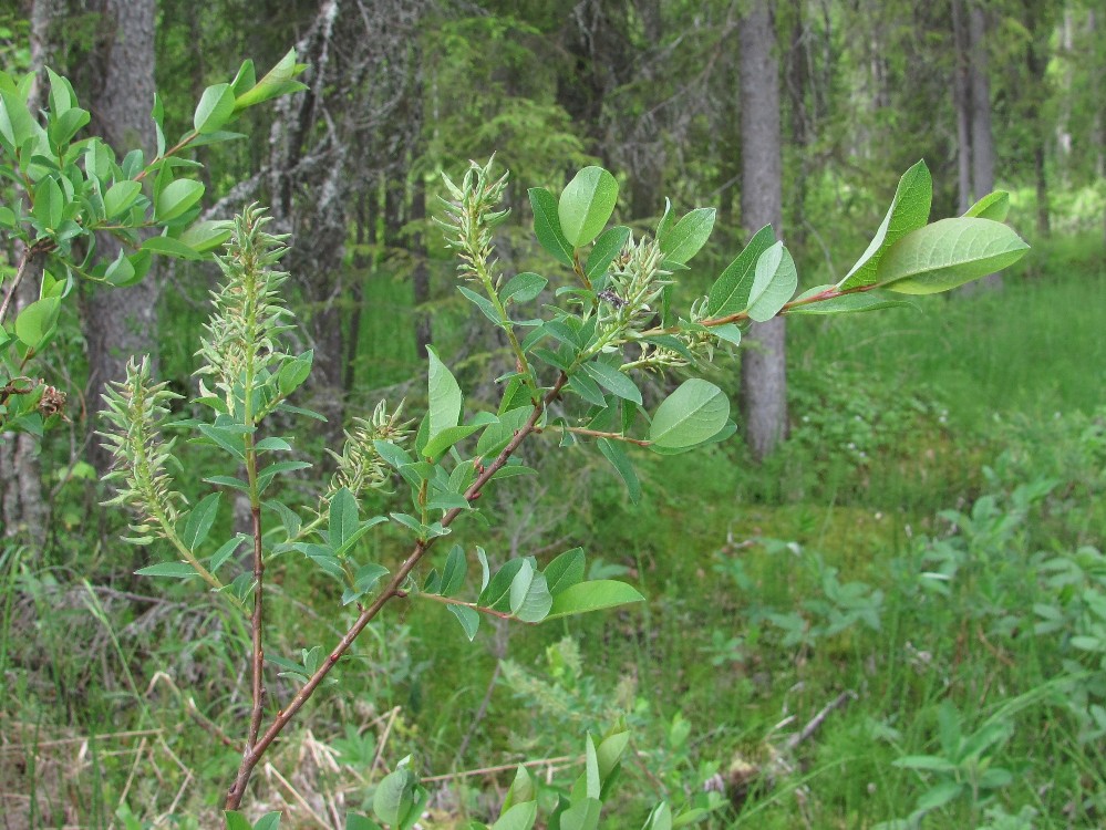 Изображение особи Salix myrtilloides.