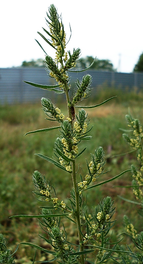 Image of Bassia scoparia f. trichophylla specimen.