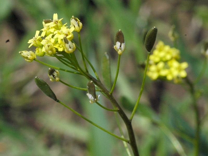 Image of Draba nemorosa specimen.