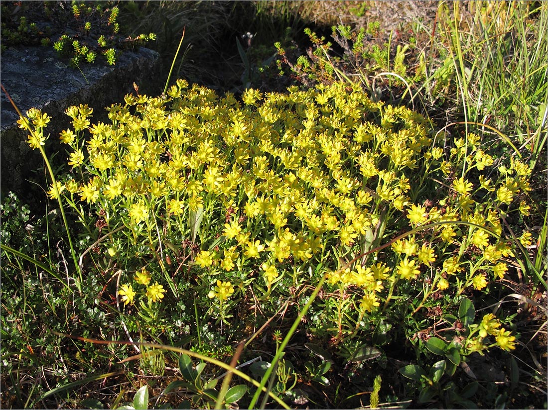 Image of Saxifraga aizoides specimen.