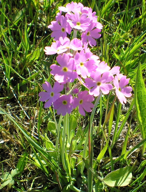 Изображение особи Primula farinosa.