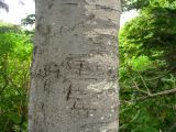 Abies sachalinensis. Часть ствола взрослого дерева. Южные Курилы, о-в Итуруп, окр. оз. Лесозаводское. Сентябрь 2011 г.