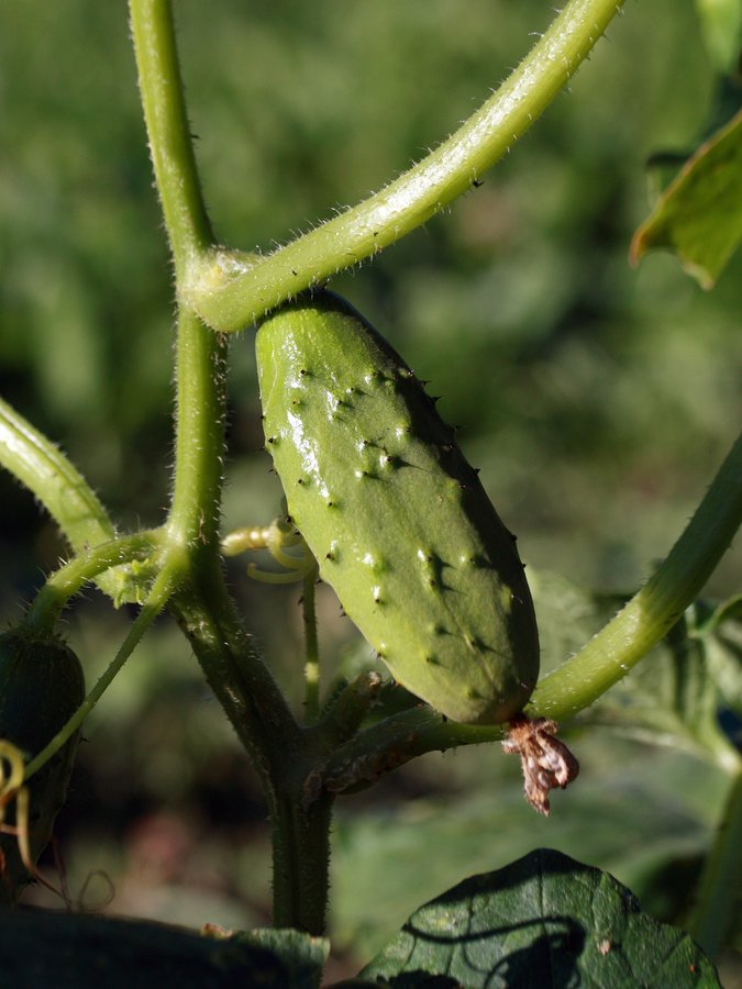 Изображение особи Cucumis sativus.