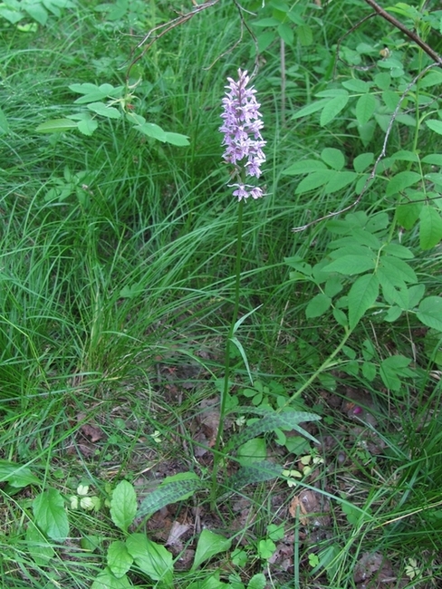 Image of Dactylorhiza fuchsii specimen.