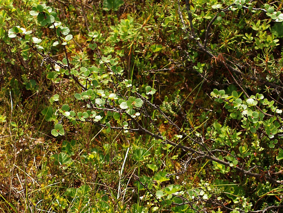 Image of Betula nana specimen.