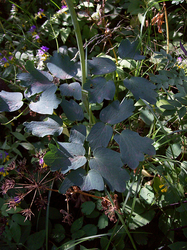 Image of Thalictrum aquilegiifolium specimen.