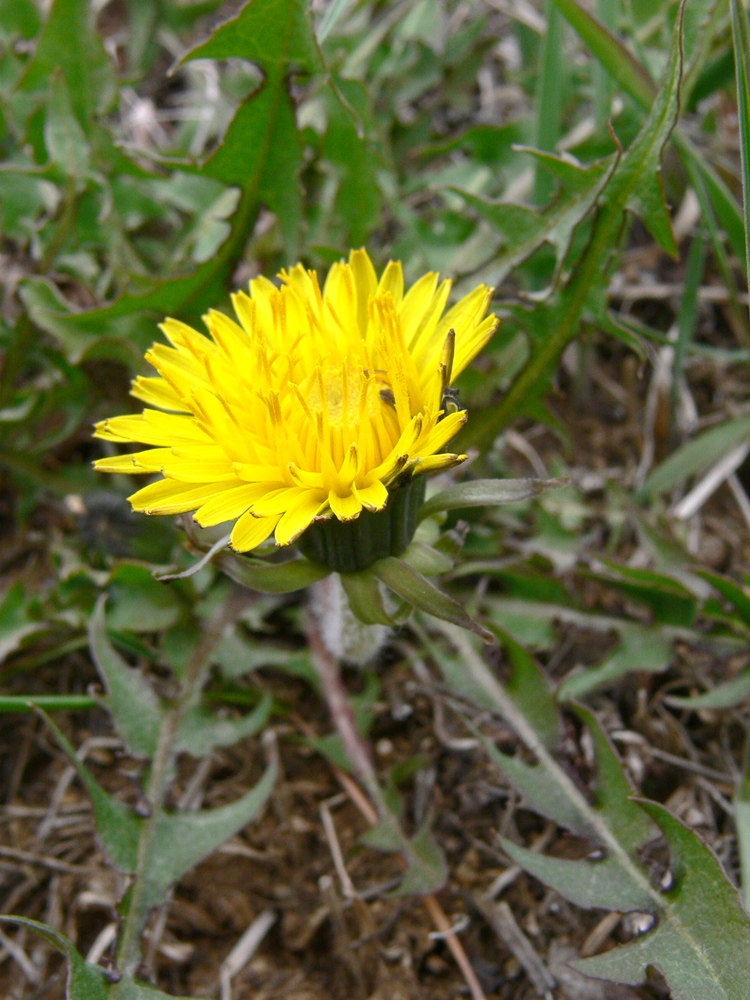 Image of Taraxacum assurgens specimen.