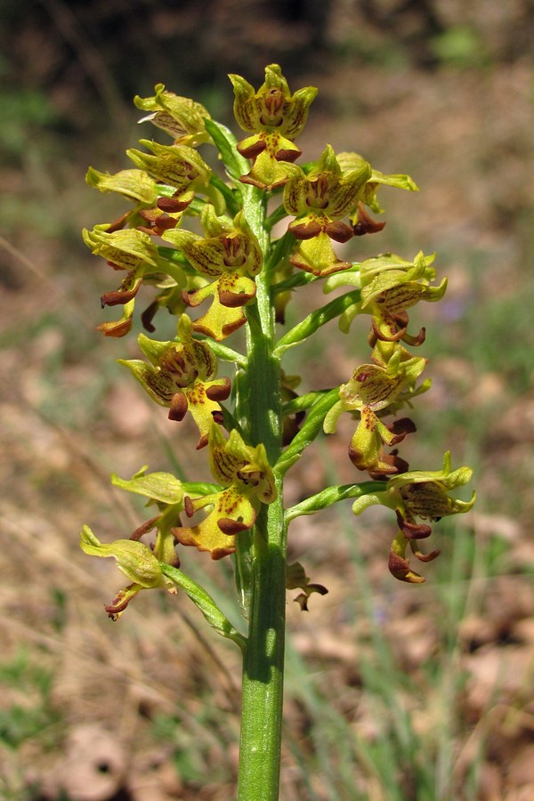 Image of Orchis punctulata specimen.