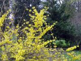 Forsythia ovata