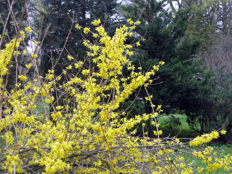 Изображение особи Forsythia ovata.