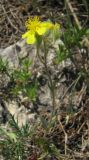 Helianthemum orientale. Цветущее растение. Крым, Симферополь, Марьино, степной склон. 9 мая 2012 г.