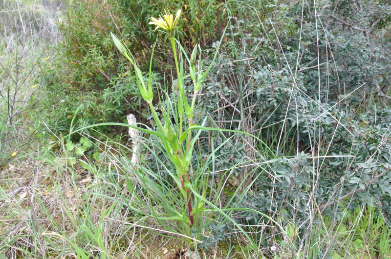 Image of genus Tragopogon specimen.