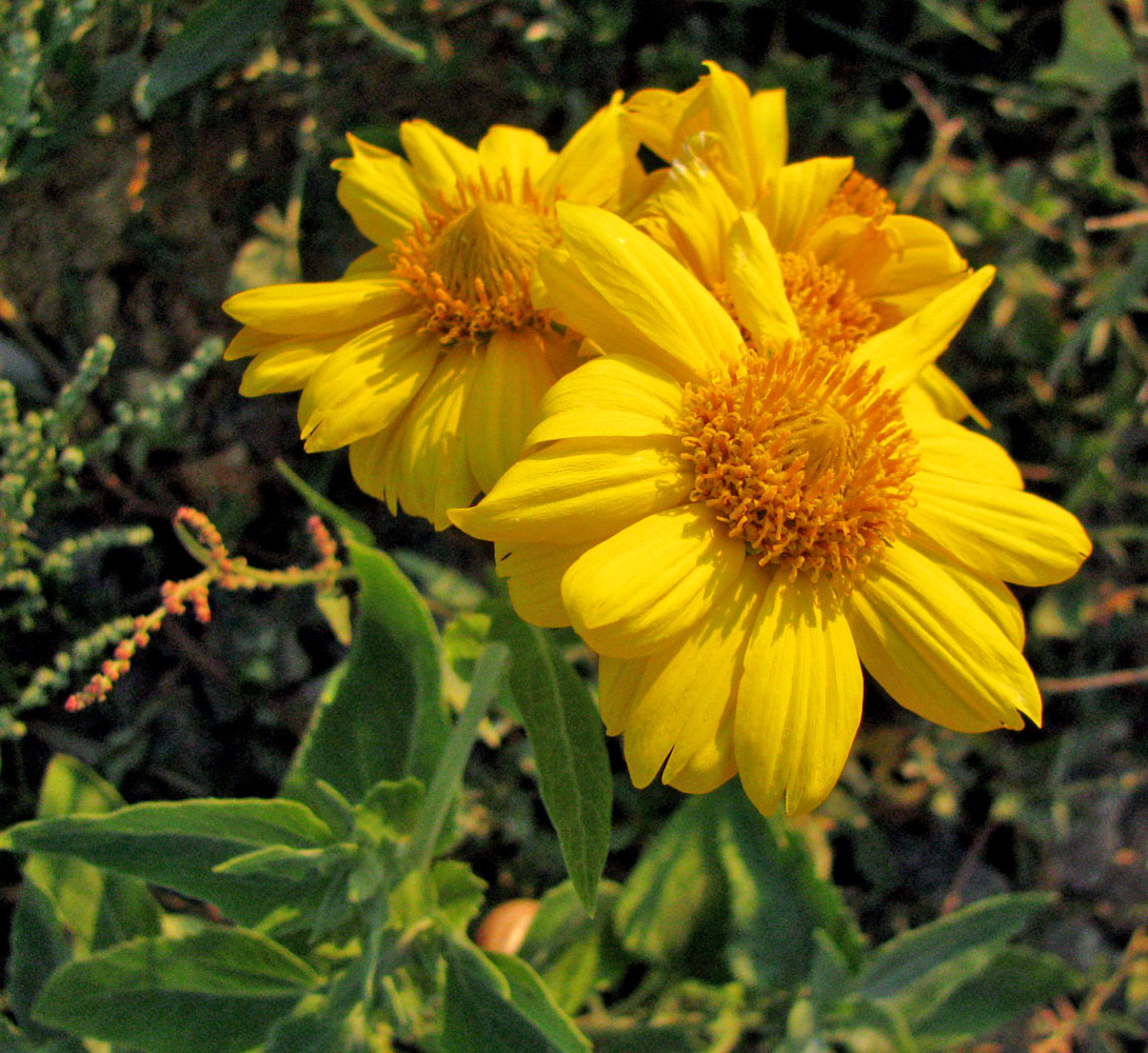 Image of genus Ximenesia specimen.