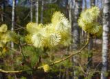 Salix caprea. Ветвь с мужскими соцветиями. Подмосковье, окр. г. Звенигорода, д. Луцино, лесопосадка. Апрель 2009 г.