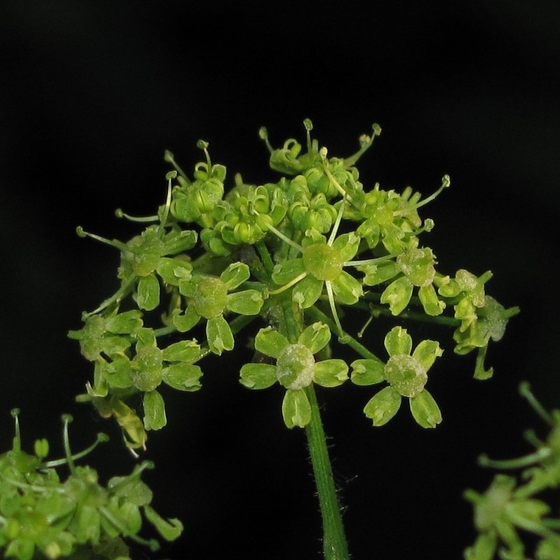 Изображение особи Heracleum sibiricum.