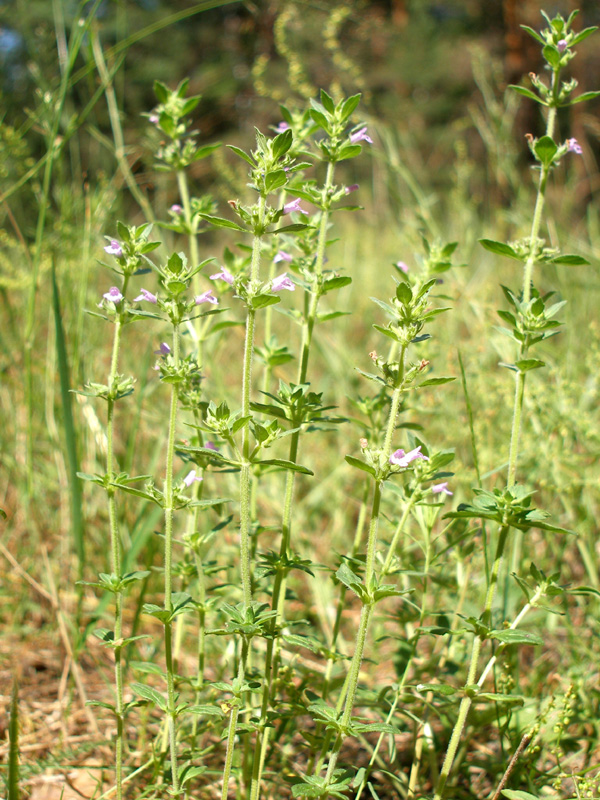 Image of Ziziphora acinos specimen.