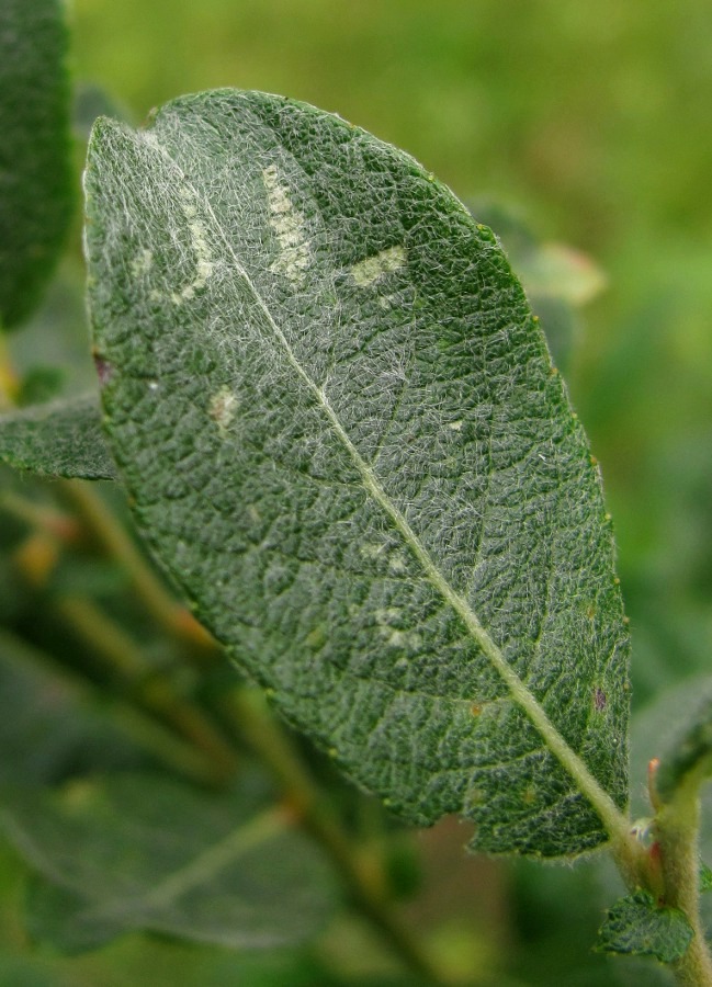 Image of Salix bebbiana specimen.