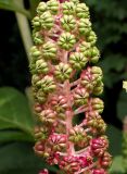 Phytolacca acinosa. Верхушка соцветия с несозревшими плодами. Германия, г. Krefeld, ботанический сад. 31.07.2012.