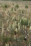 Delphinium semibarbatum. Аспект цветущих растений. Южный Казахстан, нижний Боролдай, 2 км выше пос. Коктюбе. 04.06.2012.