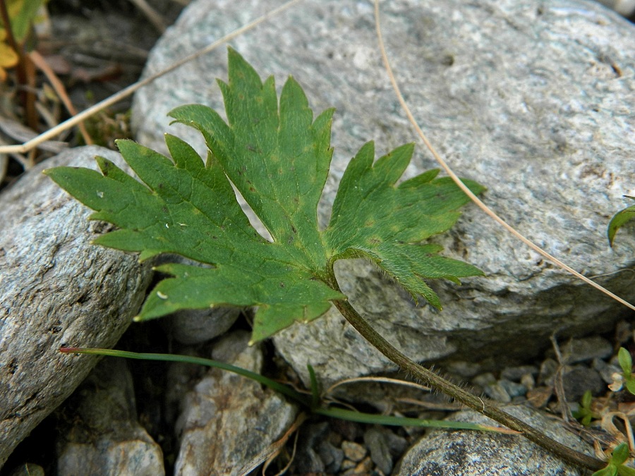 Image of Ranunculus propinquus specimen.