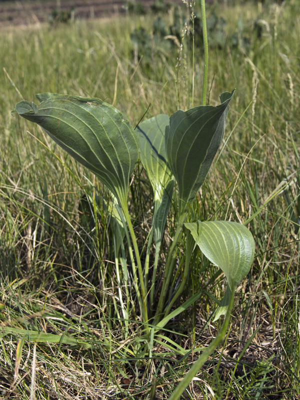 Image of Plantago maxima specimen.