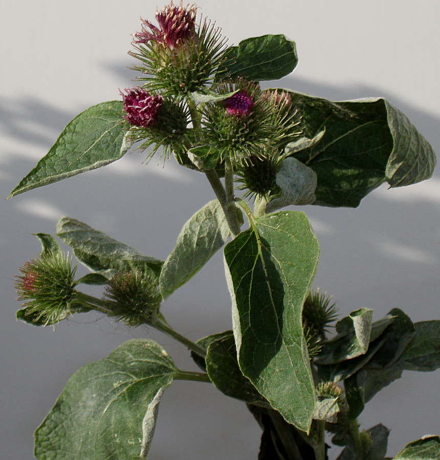 Image of Arctium minus specimen.