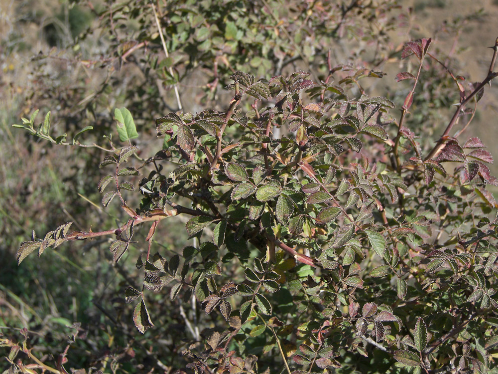 Image of Rosa pulverulenta specimen.