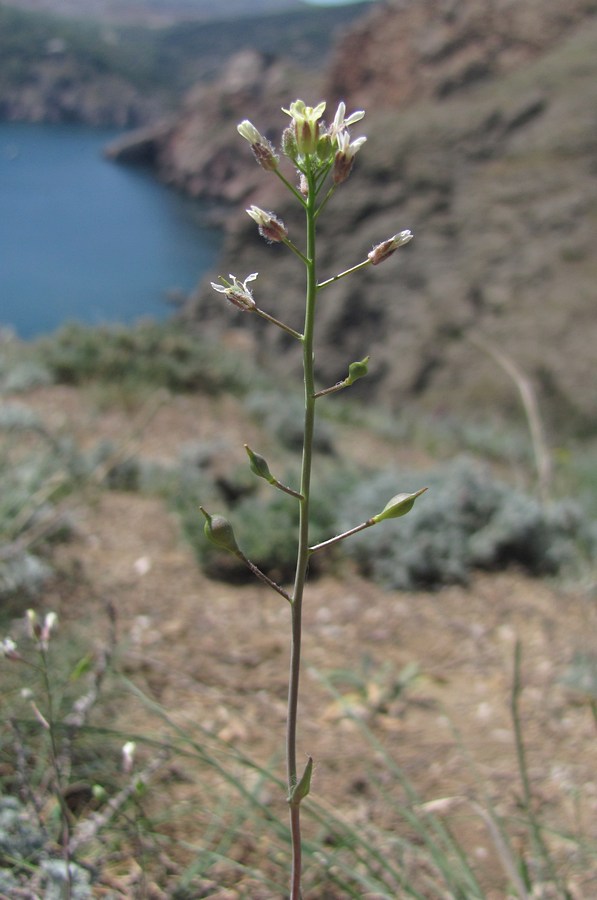 Image of Camelina rumelica specimen.