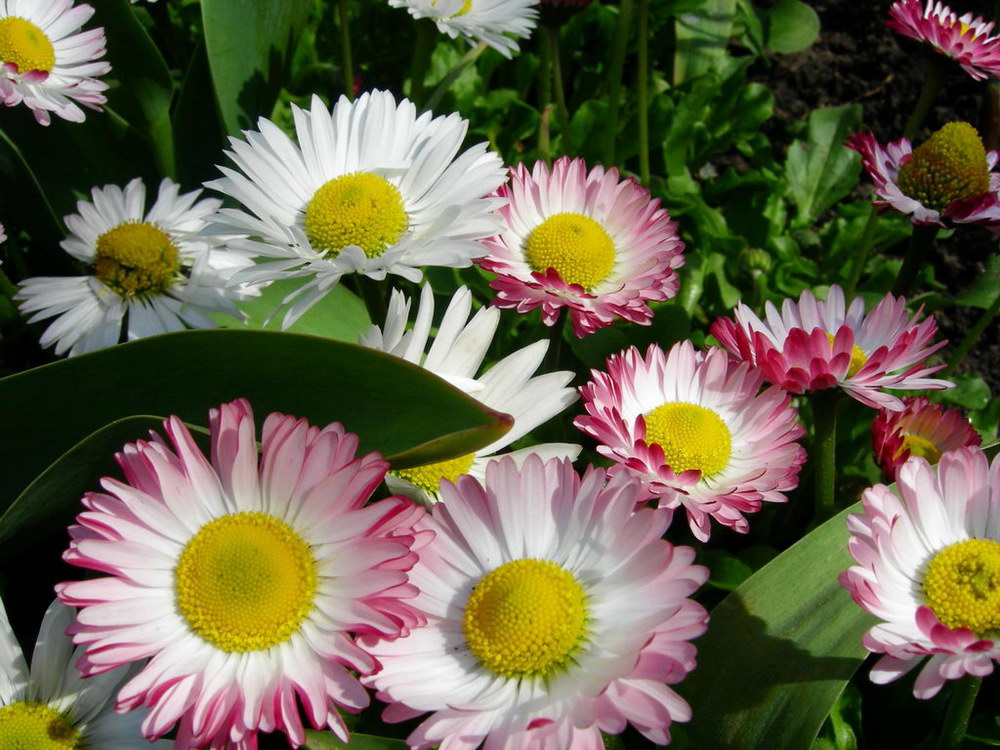 Изображение особи Bellis perennis.