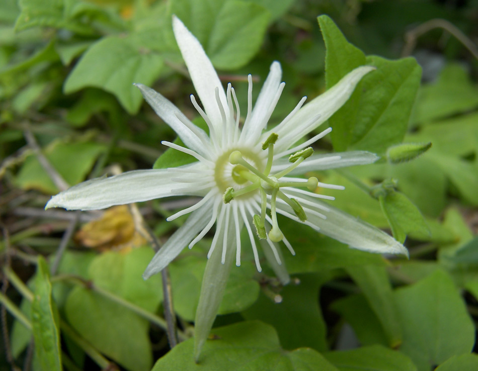 Image of Passiflora capsularis specimen.