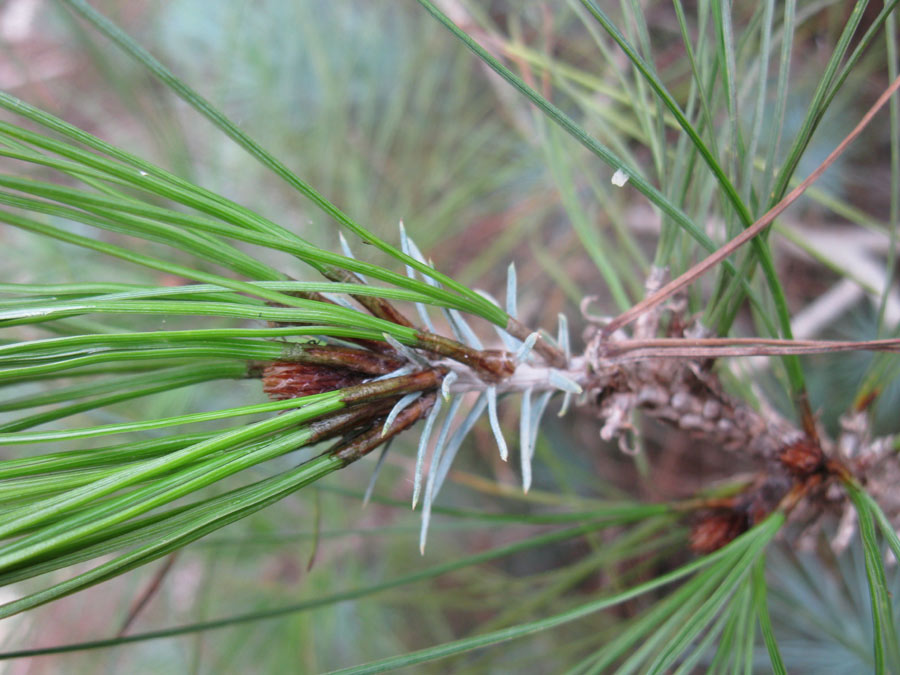 Изображение особи Pinus canariensis.