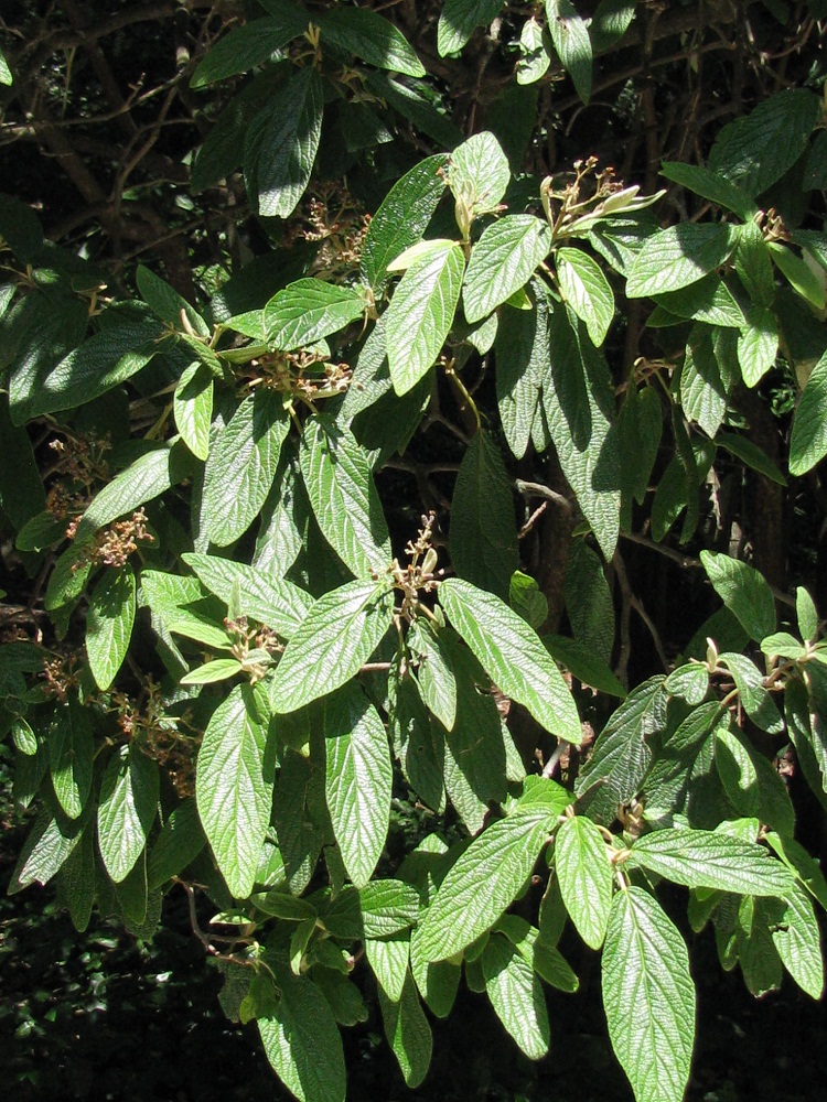 Image of Viburnum rhytidophyllum specimen.