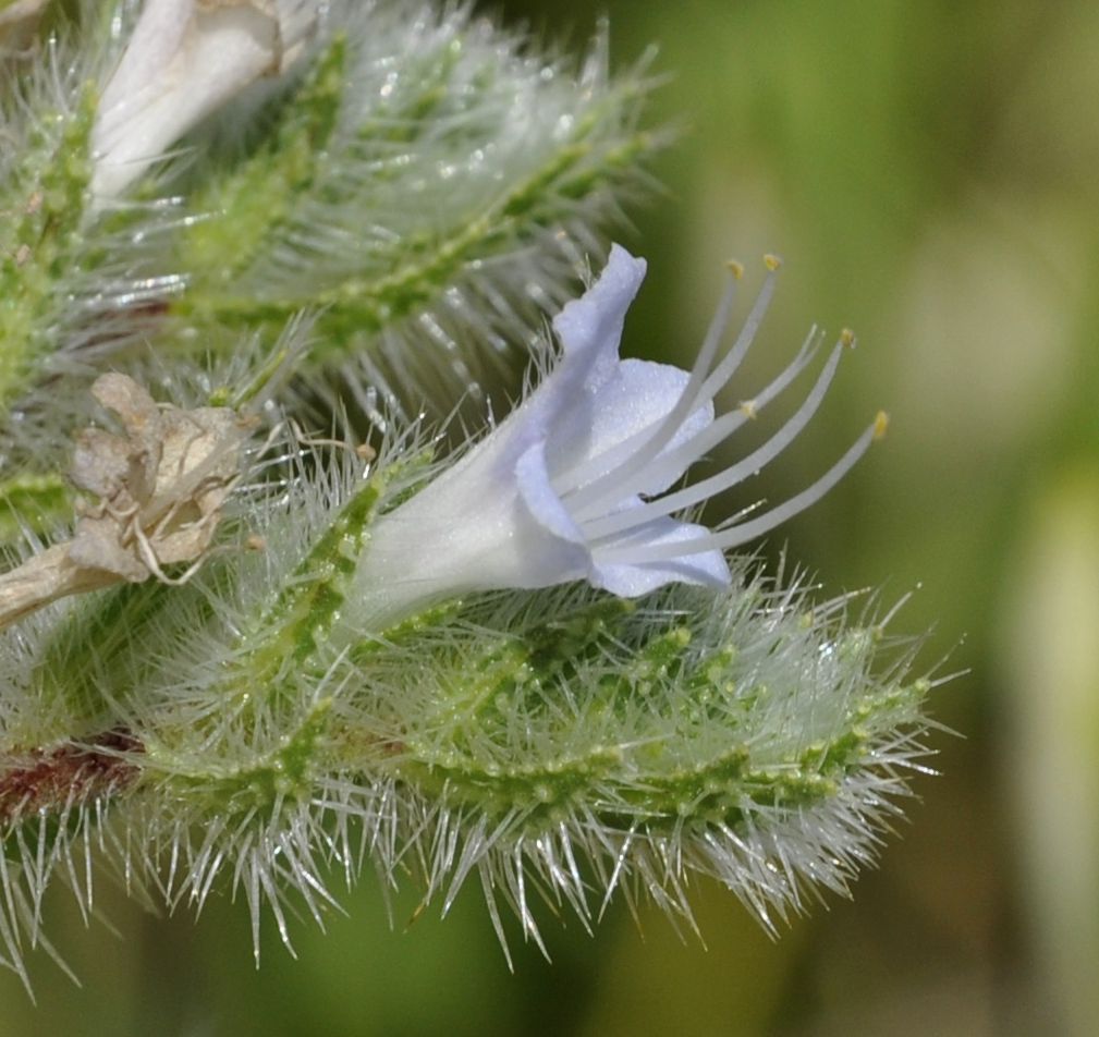 Image of Echium biebersteinii specimen.