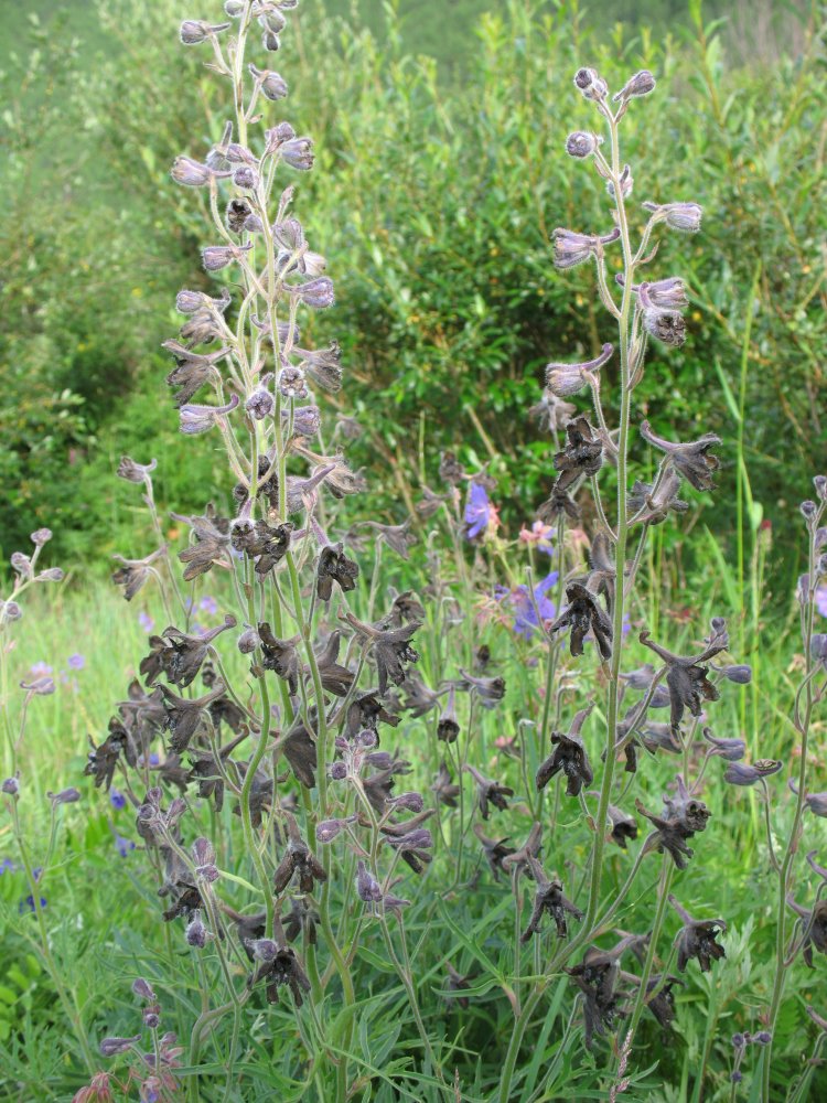 Image of Delphinium triste specimen.