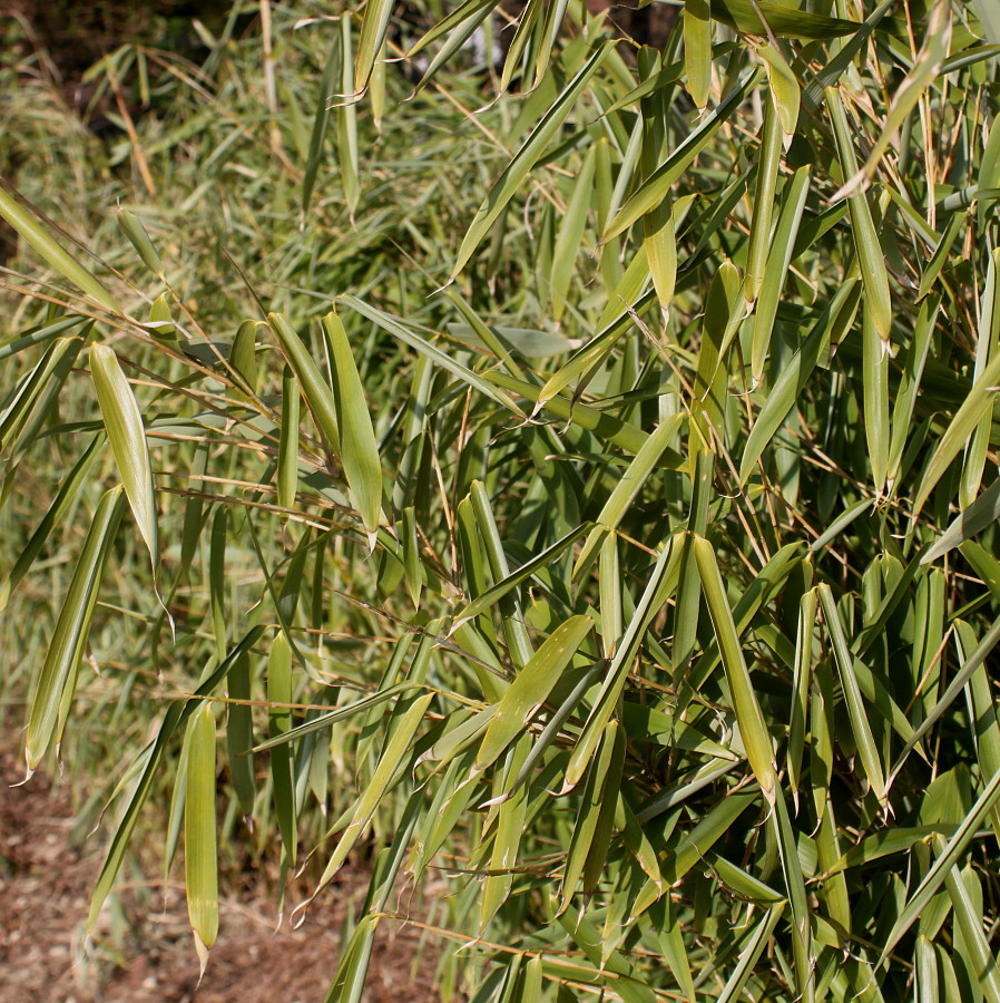 Image of Fargesia murielae specimen.