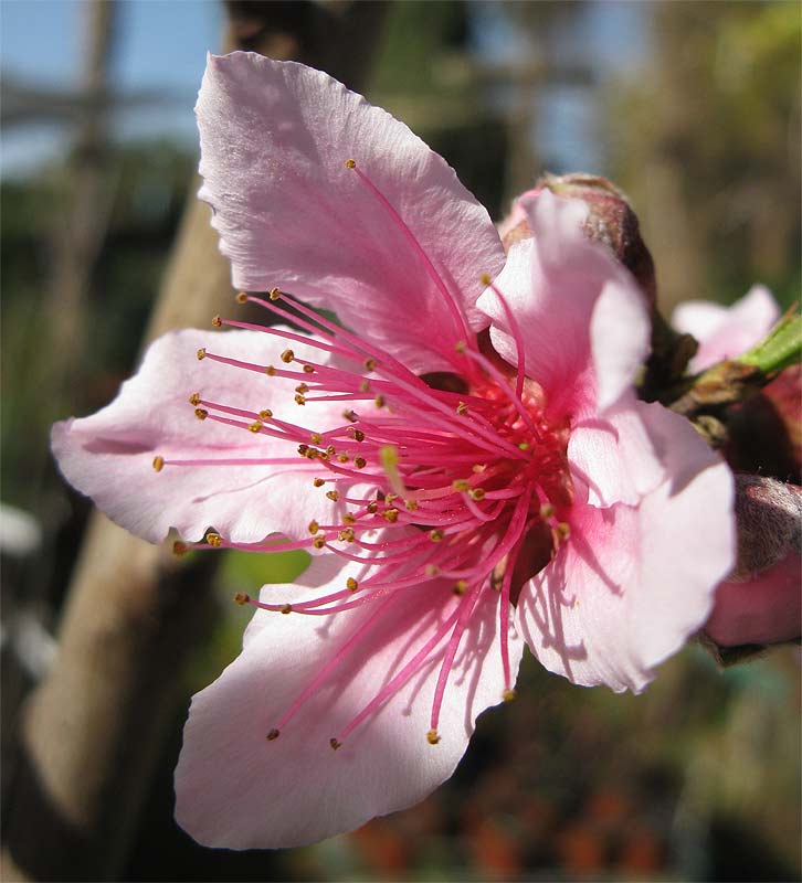 Image of Persica vulgaris var. nectarina specimen.