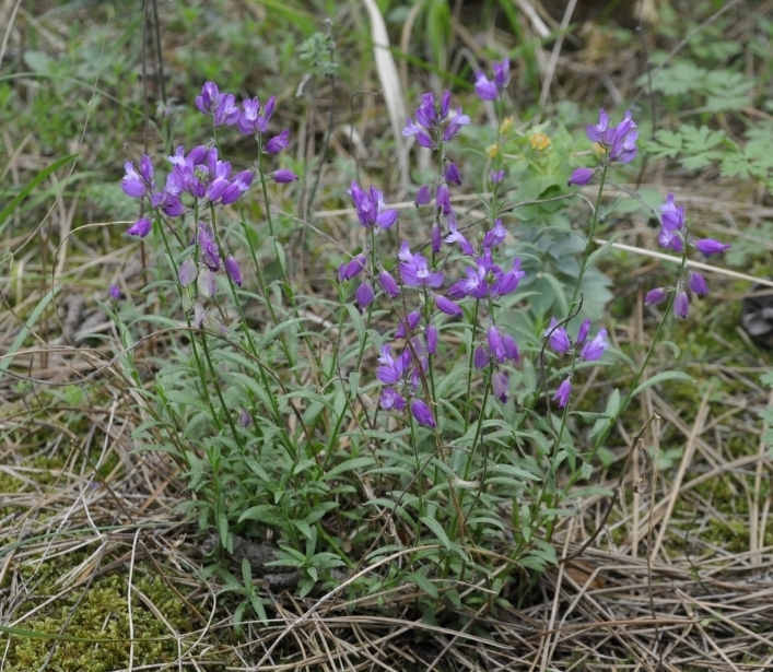 Изображение особи род Polygala.