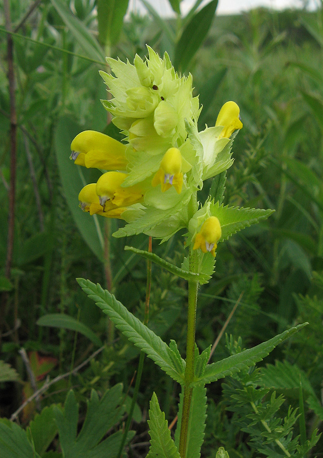 Image of Rhinanthus vernalis specimen.