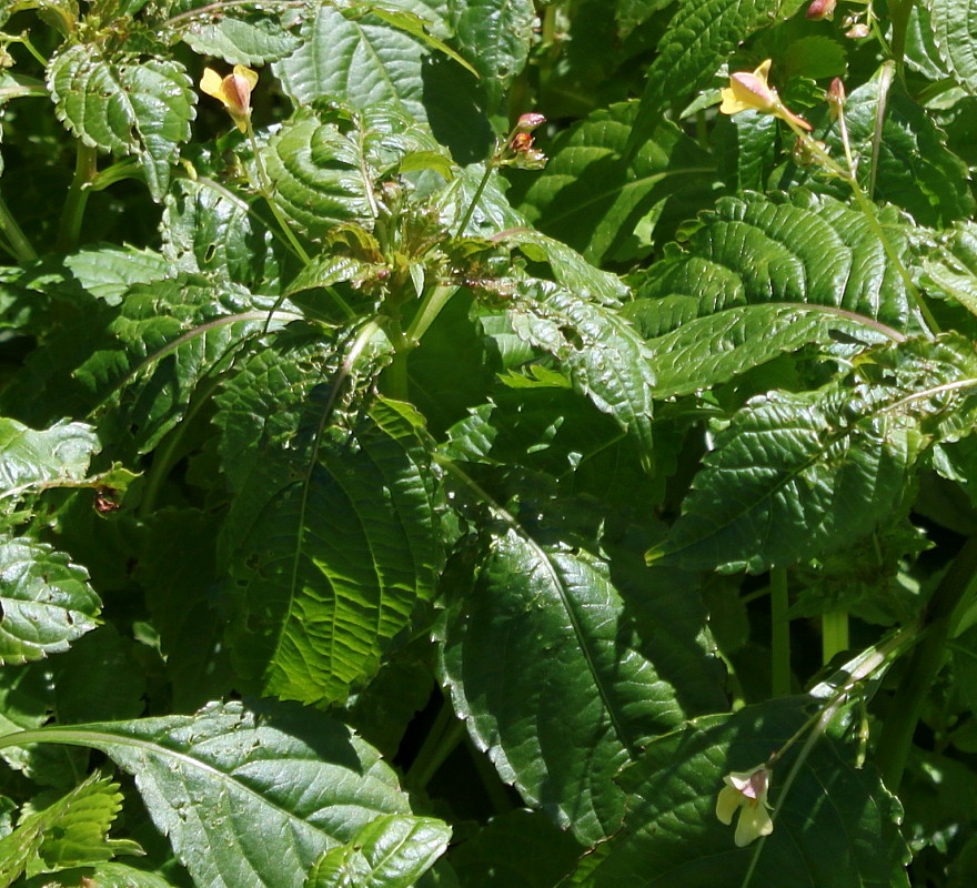 Image of Impatiens parviflora specimen.