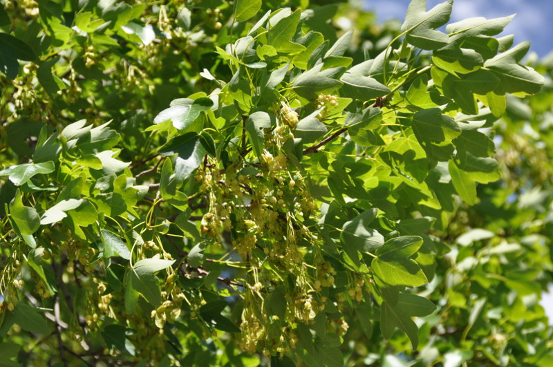 Image of Acer ibericum specimen.