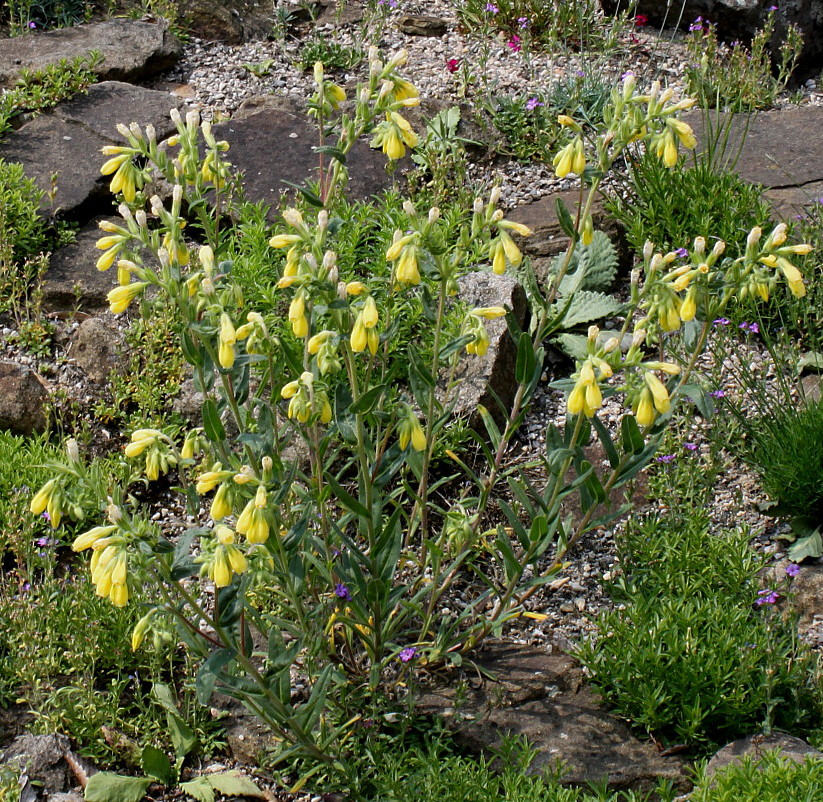 Image of Onosma stellulatum specimen.