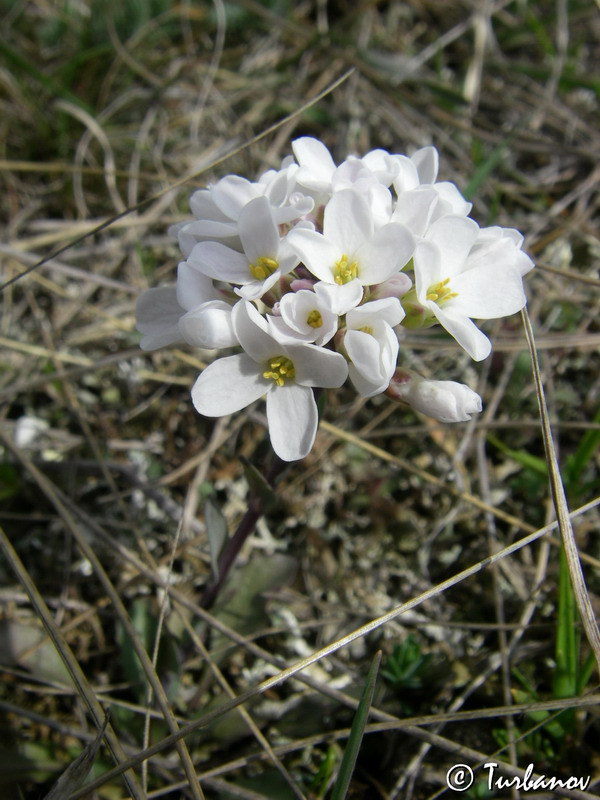 Image of Noccaea macrantha specimen.