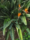 Strelitzia reginae. Цветущее растение. Испания, Канарские острова, Тенерифе, ботанический сад в Пуэрто-де-ла-Крус. 6 марта 2008 г.