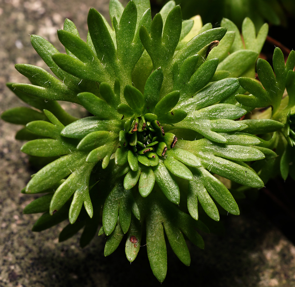 Image of Saxifraga &times; arendsii specimen.